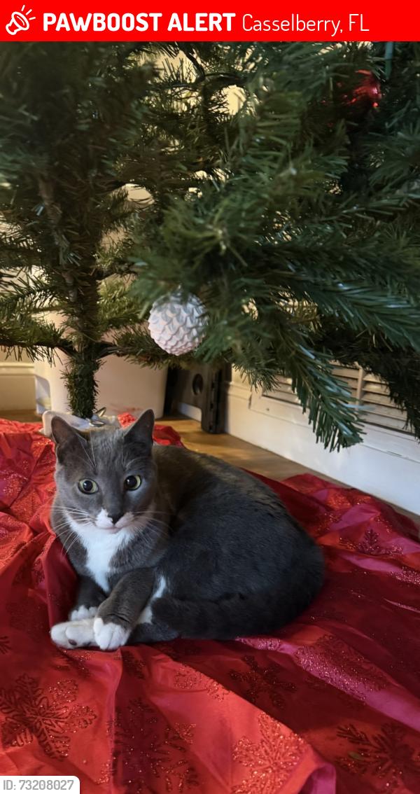 Lost Male Cat last seen E Maryland place, Casselberry FL, Casselberry, FL 32707