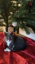 Lost Male Cat last seen E Maryland place, Casselberry FL, Casselberry, FL 32707