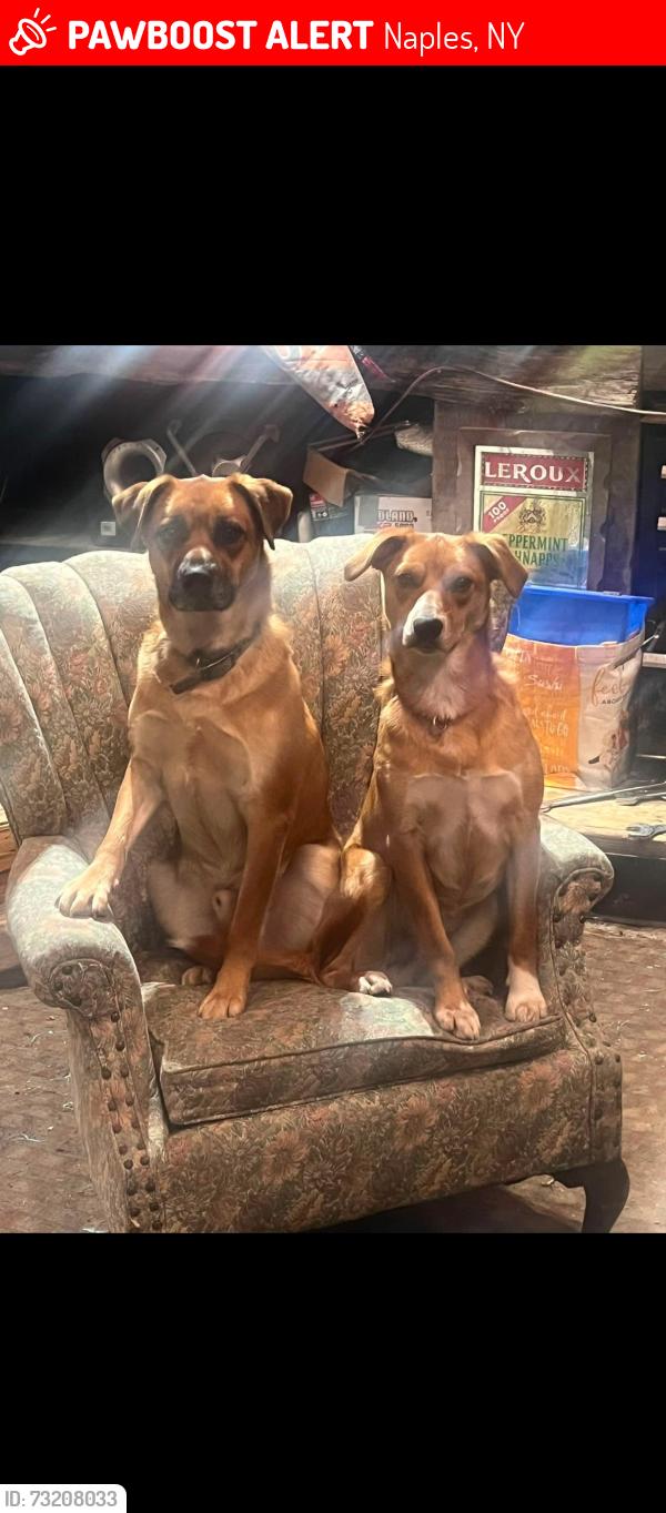 Lost Male Dog last seen Gulick Road, Naples, NY 14512