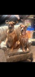 Lost Male Dog last seen Gulick Road, Naples, NY 14512