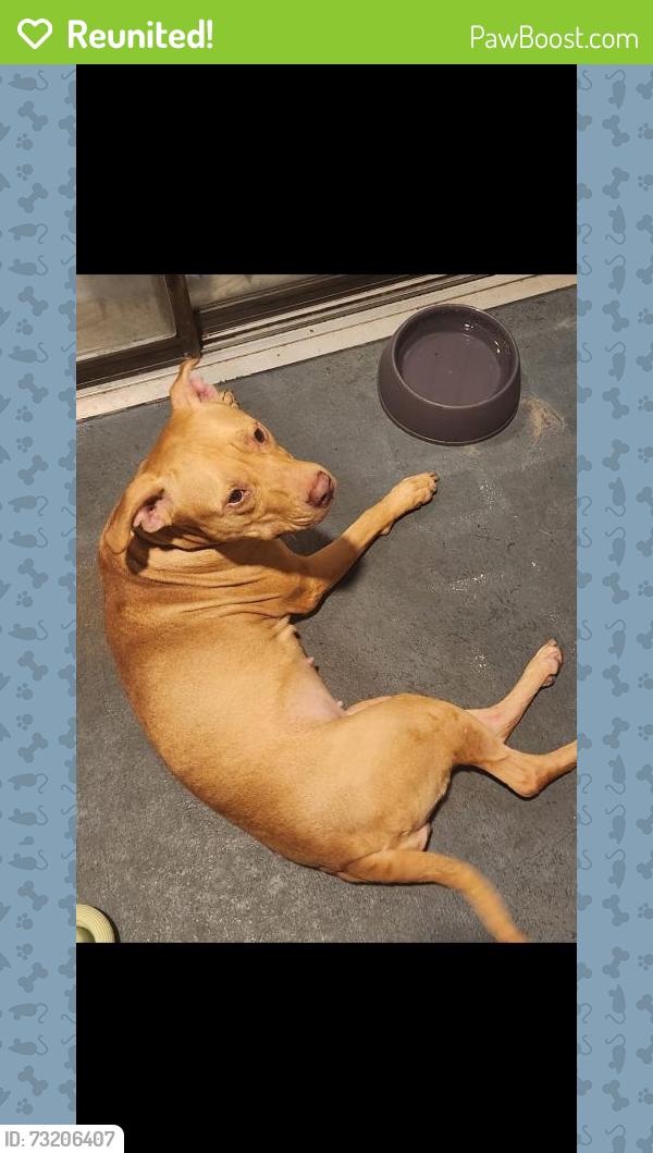 Reunited Female Dog last seen Socrum Loop Rd, Lakeland, FL, USA, Lakeland, FL 33805