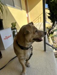 Found/Stray Male Dog last seen 7th St and Pine St in Santa Monica, Santa Monica, CA 90405