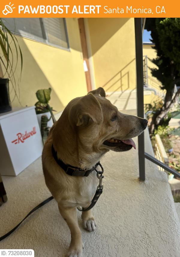 Found/Stray Male Dog last seen 7th St and Pine St in Santa Monica, Santa Monica, CA 90405