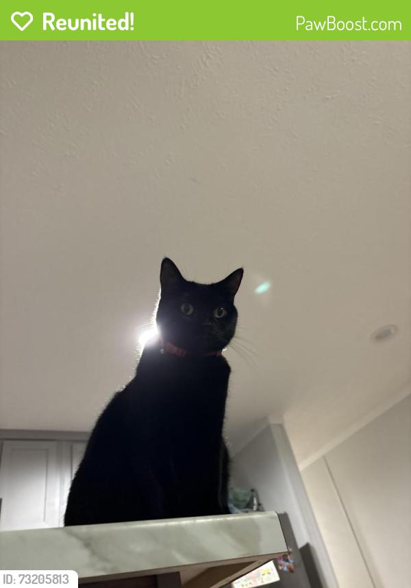 Reunited Female Cat last seen Old Marshall Highway, Asheville, NC 28804