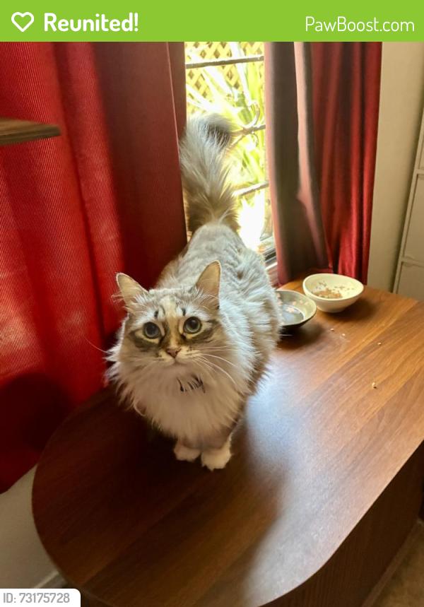 Reunited Female Cat last seen 40th Shangrila Vegan Restaurant on Linden, Oakland, CA 94608