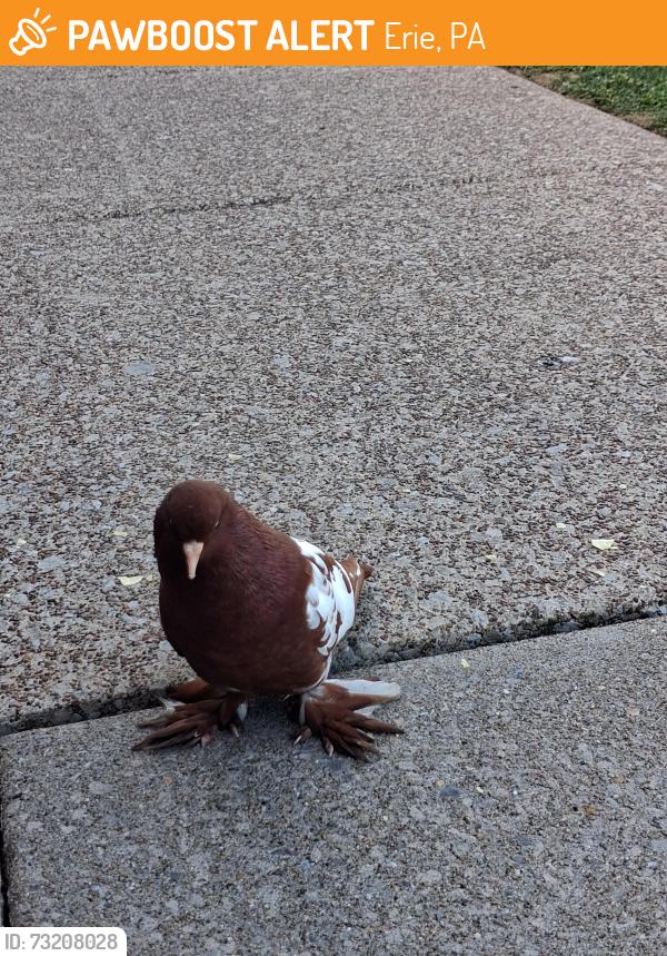 Rehomed Unknown Bird last seen Lamps Marina, Erie, PA 16507