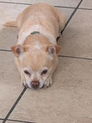 Reunited Male Dog last seen 22nd St and 1st Ave, Greeley, CO 80631