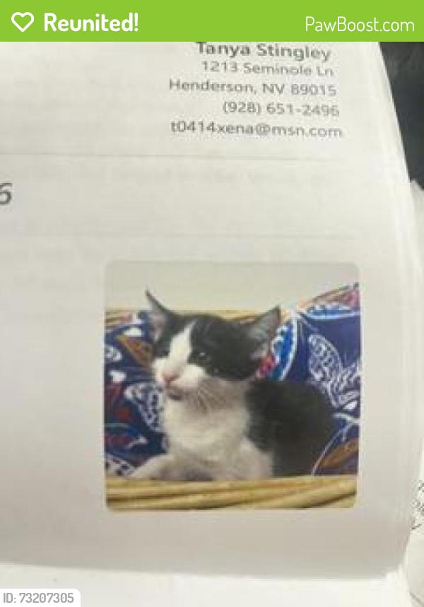 Reunited Female Cat last seen seminole /inca, Henderson, NV 89015