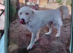 Lost Male Dog last seen Family Dollar, San Antonio, TX 78218