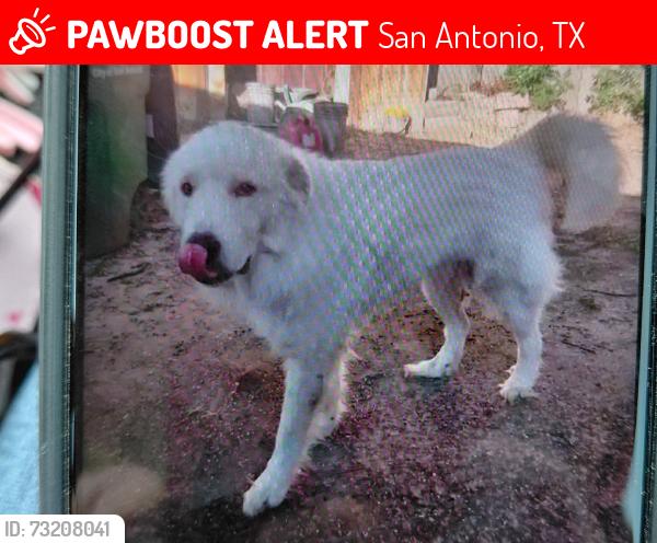 Lost Male Dog last seen Family Dollar, San Antonio, TX 78218