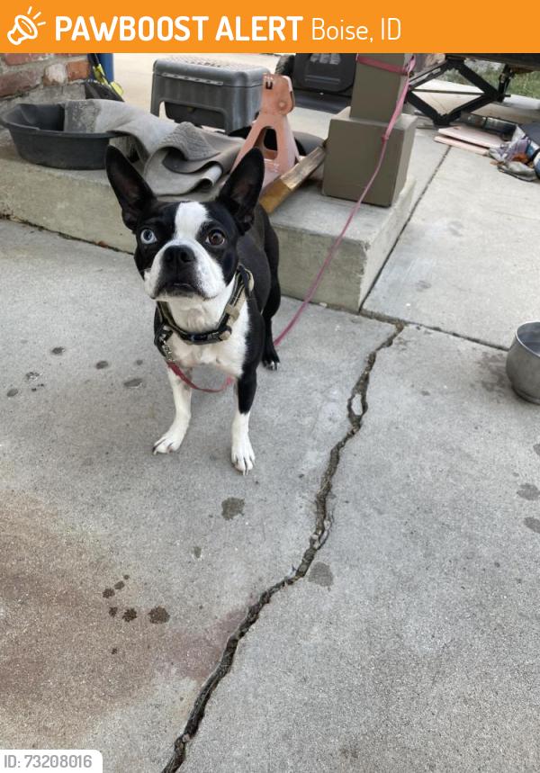 Found/Stray Female Dog last seen Empire Way, Boise, ID, Boise, ID 83709