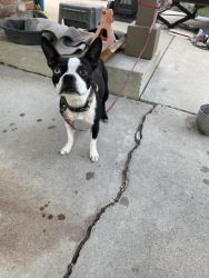 Found/Stray Female Dog last seen Empire Way, Boise, ID, Boise, ID 83709