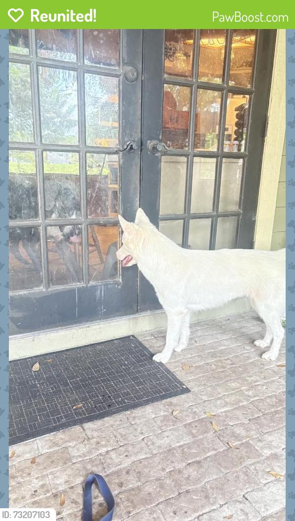 Reunited Female Dog last seen Near Jamie Ln, Casselberry, FL 32707, USA, Casselberry, FL 32707