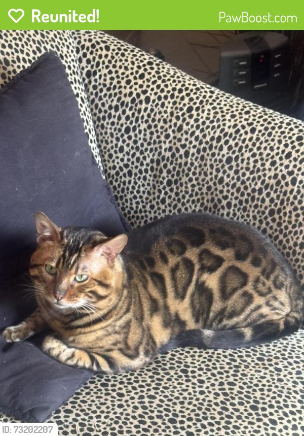 Reunited Male Cat last seen Bridgeview and Topeka, San Francisco, CA 94124