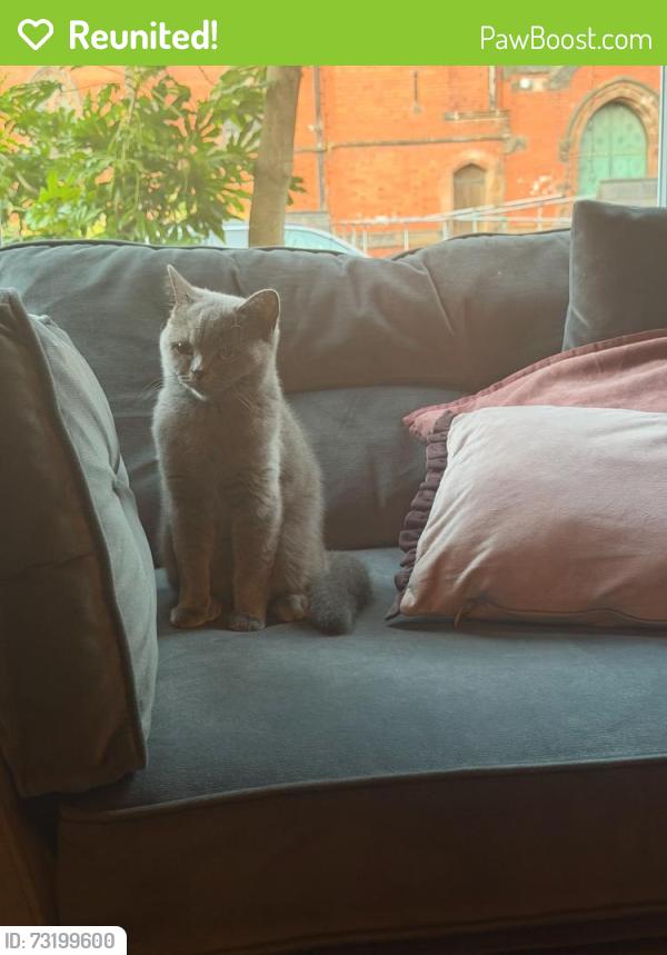 Reunited Female Cat last seen Ullet Road, Merseyside, England L17 2AR