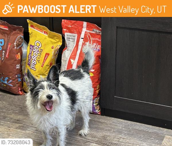 Found/Stray Unknown Dog last seen Near west 3800 south, West Valley City, UT 84128