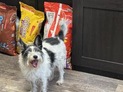 Found/Stray Unknown Dog last seen Near west 3800 south, West Valley City, UT 84128
