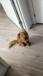 Lost Male Cat last seen Chinese roundabout, Greater London, England BR3 3UN