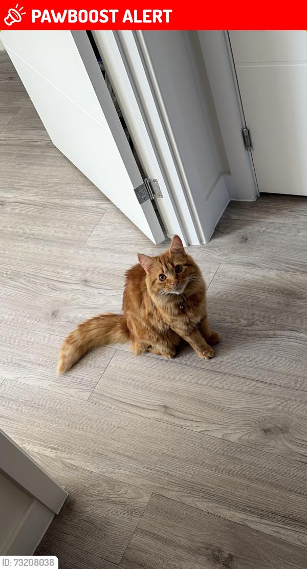 Lost Male Cat last seen Chinese roundabout, Greater London, England BR3 3UN