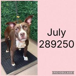 Shelter Stray Female Dog last seen SCHLEY AVE, 4214 Fulton Mill Rd, Macon, GA 31216, USA