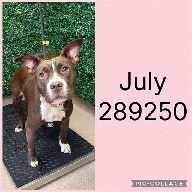 Shelter Stray Female Dog last seen SCHLEY AVE, 4214 Fulton Mill Rd, Macon, GA 31216, USA