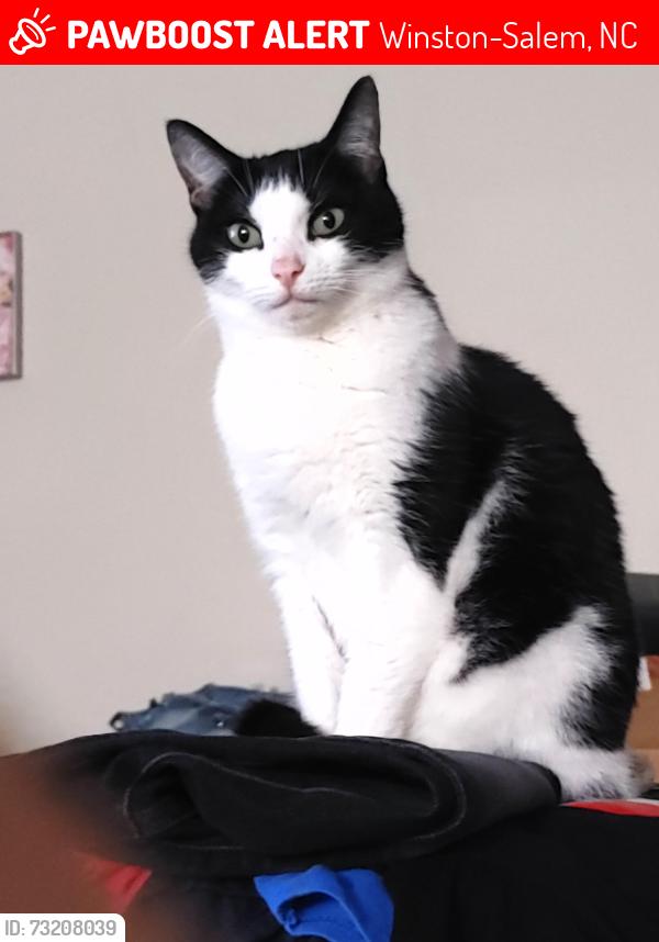 Lost Female Cat last seen New Hope Methodist Church, Winston-Salem, NC 27106