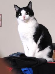 Lost Female Cat last seen New Hope Methodist Church, Winston-Salem, NC 27106