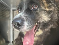 Shelter Stray Unknown Dog last seen Near BLOCK NE 20TH ST, OKLAHOMA CITY OK 73111, 2811 SE 29th St, Oklahoma City, OK 73129, USA