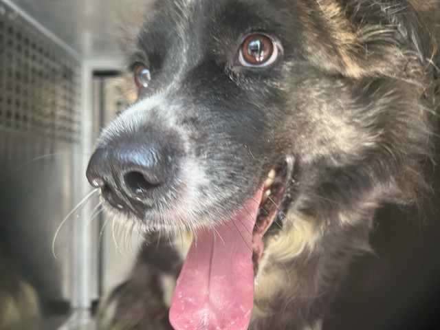 Shelter Stray Unknown Dog last seen Near BLOCK NE 20TH ST, OKLAHOMA CITY OK 73111, 2811 SE 29th St, Oklahoma City, OK 73129, USA