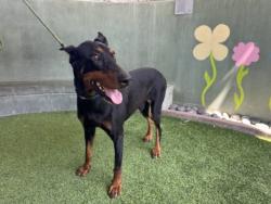 Shelter Stray Male Dog last seen , 14409 Vanowen St, Van Nuys, CA 91405, USA