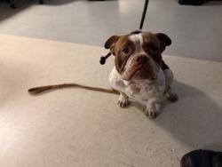 Shelter Stray Male Dog last seen , 14409 Vanowen St, Van Nuys, CA 91405, USA