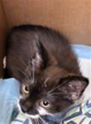Shelter Stray Female Cat last seen , 3201 Lacy St, Los Angeles, CA 90031, USA