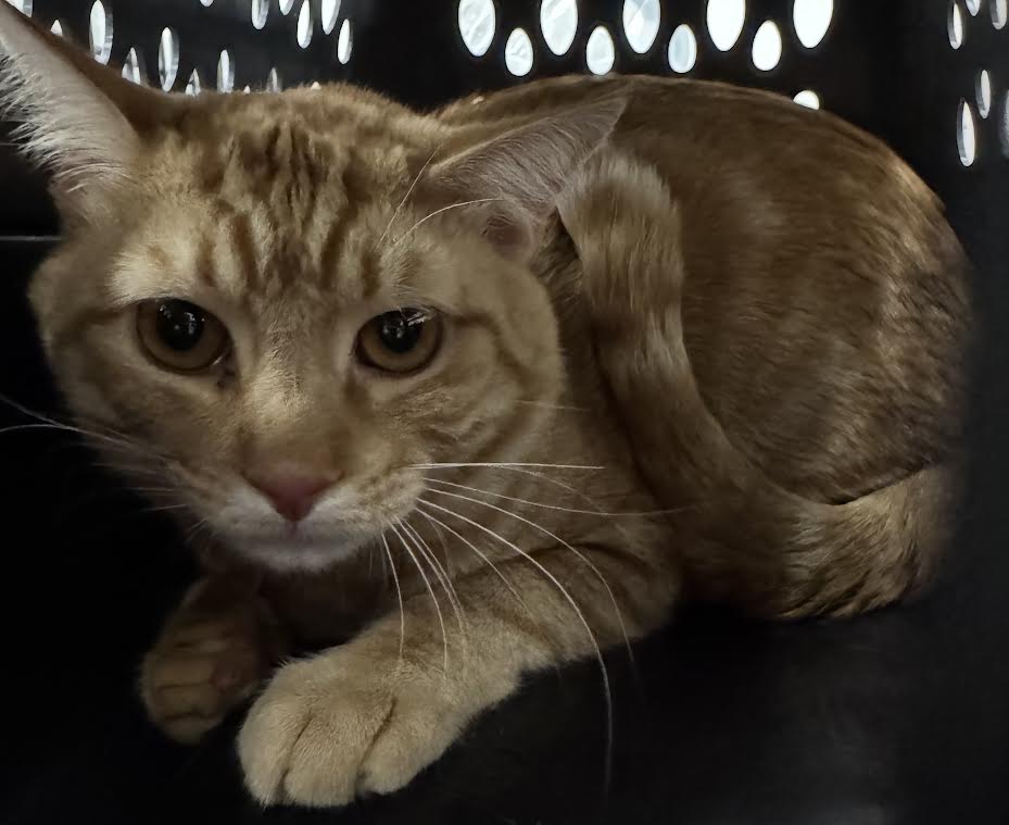 Shelter Stray Male Cat last seen , 14409 Vanowen St, Van Nuys, CA 91405, USA