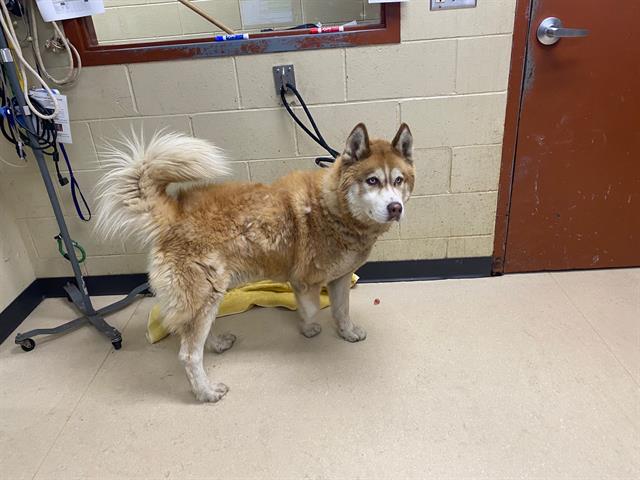 Shelter Stray Male Dog last seen , 3839 W Burnham St, West Milwaukee, WI 53215, USA