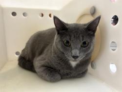Shelter Stray Female Cat last seen Near BLOCK S MINER ST, 3839 W Burnham St, West Milwaukee, WI 53215, USA