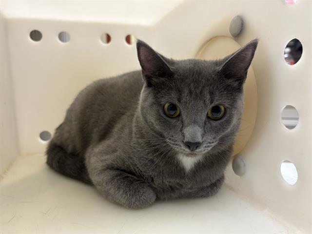 Shelter Stray Female Cat last seen Near BLOCK S MINER ST, 3839 W Burnham St, West Milwaukee, WI 53215, USA