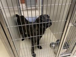 Shelter Stray Female Dog last seen 13TH/ROGERS, 3839 W Burnham St, West Milwaukee, WI 53215, USA