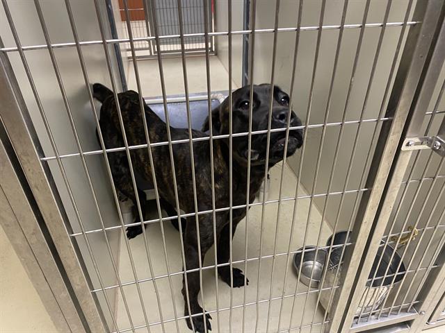 Shelter Stray Female Dog last seen 13TH/ROGERS, 3839 W Burnham St, West Milwaukee, WI 53215, USA