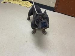 Shelter Stray Male Dog last seen HAMPTON/GREENBAY, 3839 W Burnham St, West Milwaukee, WI 53215, USA