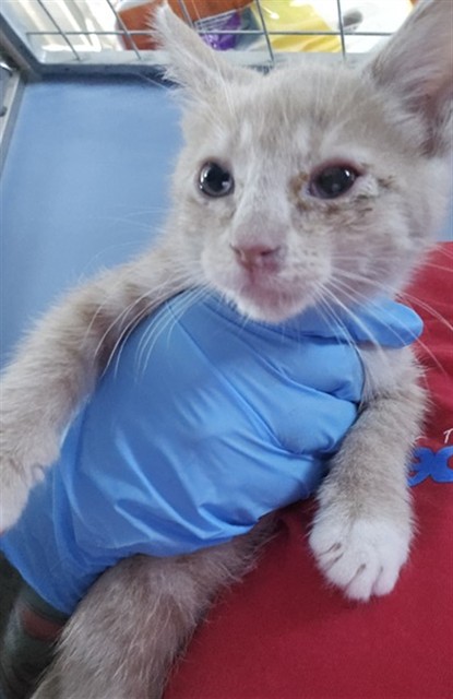 Shelter Stray Male Cat last seen Near BLOCK S MT VERNON, 333 Chandler Pl, San Bernardino, CA 92408, USA