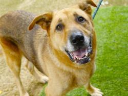 Shelter Stray Male Dog last seen Near BLOCK BLOUNTSTOWN HWY, TALLAHASSEE FL 32310, 1125 Easterwood Dr, Tallahassee, FL 32311, USA