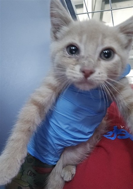 Shelter Stray Male Cat last seen Near BLOCK S MT VERNON, 333 Chandler Pl, San Bernardino, CA 92408, USA