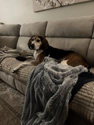 Reunited Male Dog last seen London bridge, Virginia Beach, VA 23454