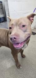 Shelter Stray Male Dog last seen 5TH & SIERRA, 333 Chandler Pl, San Bernardino, CA 92408, USA