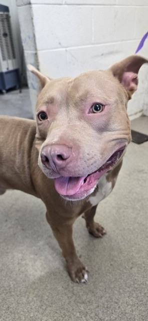 Shelter Stray Male Dog last seen 5TH & SIERRA, 333 Chandler Pl, San Bernardino, CA 92408, USA