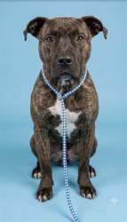 Shelter Stray Male Dog last seen JUSTIN OAKS, 2020 Forest St, Jacksonville, FL 32204, USA
