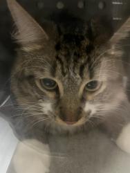 Shelter Stray Male Cat last seen , 232 Eslinger Way, Sanford, FL 32773, USA