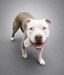Shelter Stray Male Dog last seen , 29525 Agoura Rd, Agoura Hills, CA 91301, USA