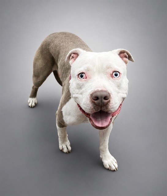 Shelter Stray Male Dog last seen , 29525 Agoura Rd, Agoura Hills, CA 91301, USA