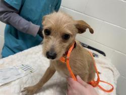 Shelter Stray Male Dog last seen SACRAMENTO & AUBURN FOLSOM, 11232 B Ave, Auburn, CA 95603, USA